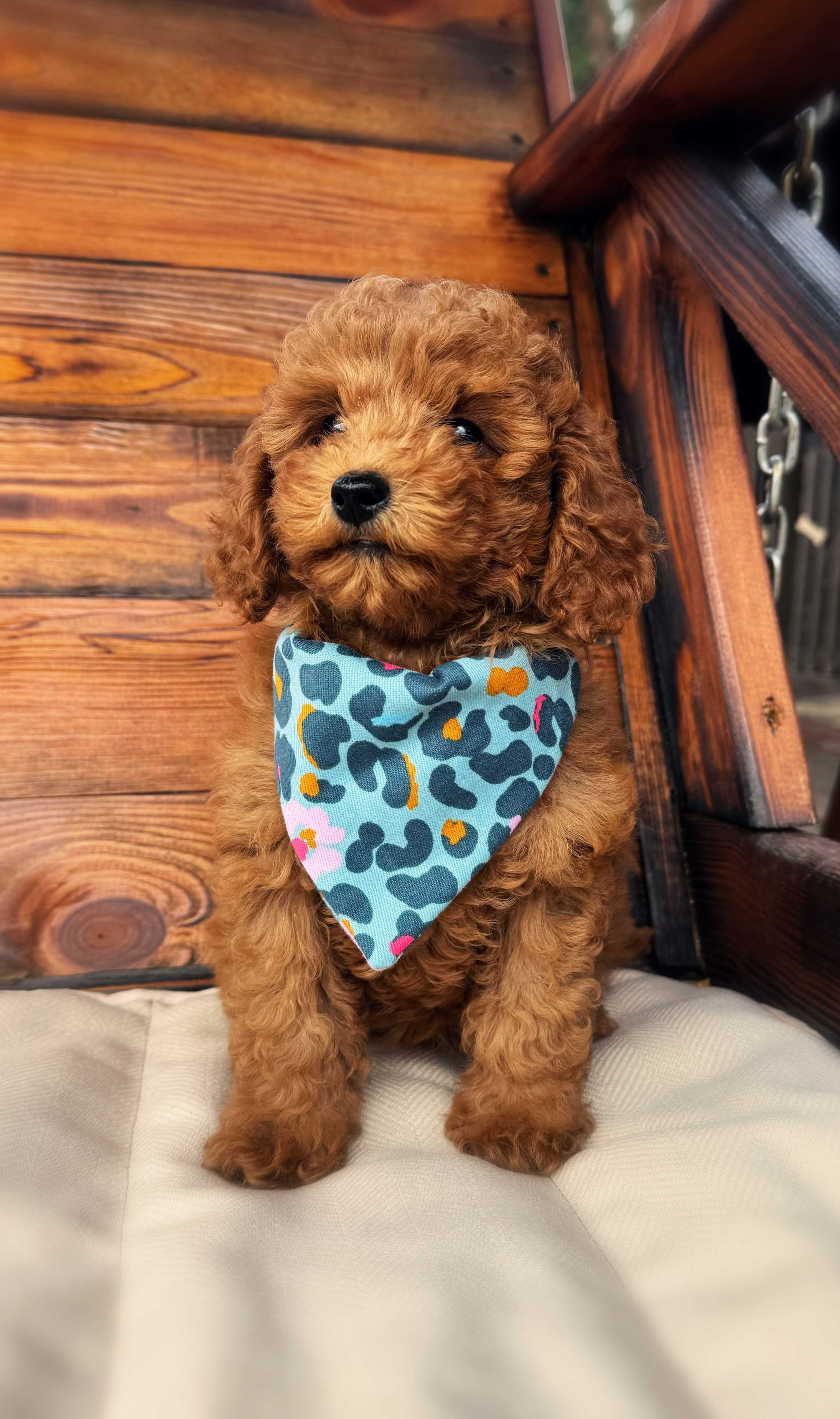 Mia - Toy poodle